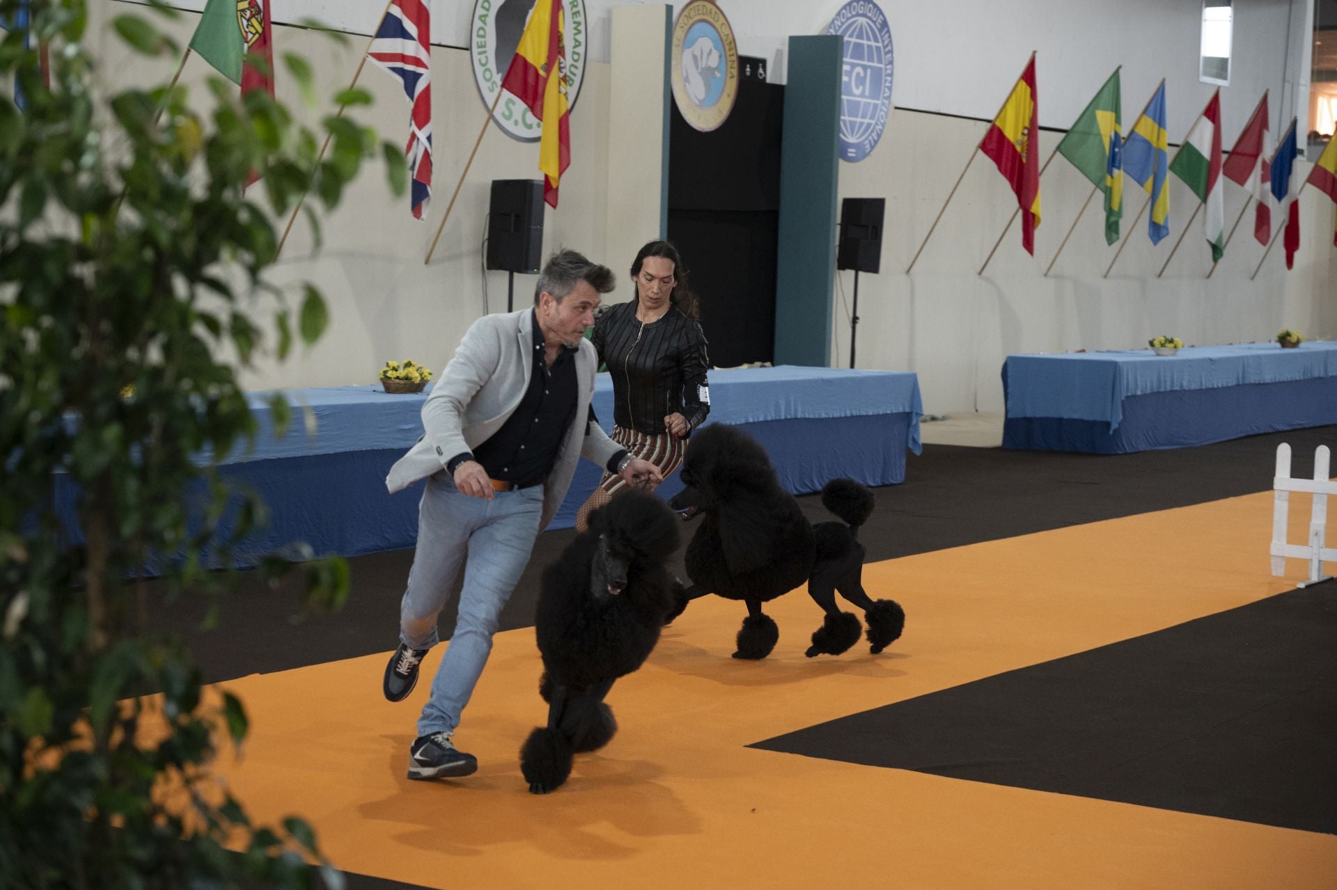 Las mejores imágenes de la Exposición Canina Internacional en Ifeba