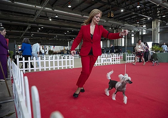 Los ejemplares pasan por la zona de preparación antes de salir a las pistas.