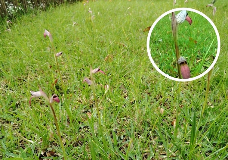 Las lluvias hacen crecer orquídeas silvestres en Badajoz