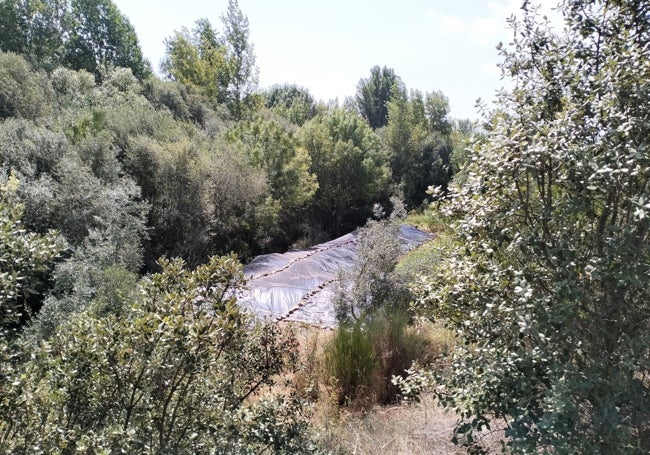Cañaveral cubierto por un plástico, para eliminarlo y sustituirlo por plantas autóctonas.