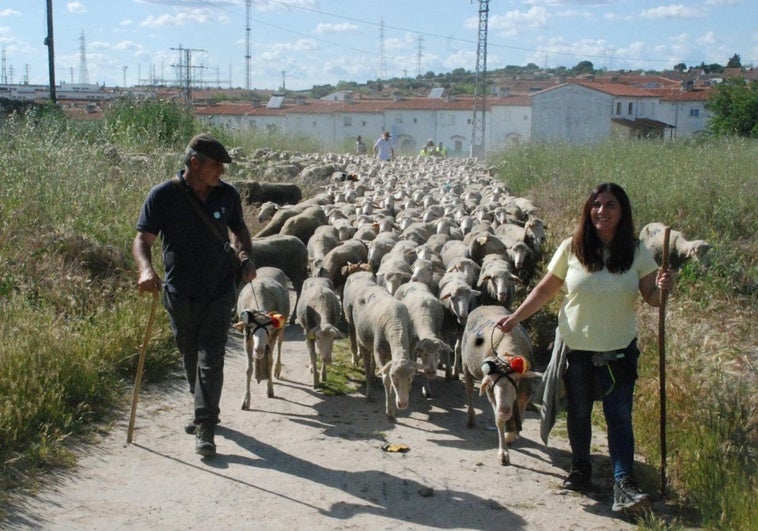 1.700 ovejas extremeñas de camino a tierras leonesas