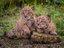 Ejemplares de lince ibérico.