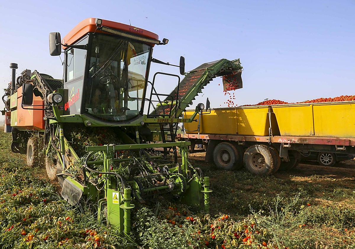 Cosechadora de tomate en campaña el verano pasado en Santa Amalia, en las Vegas Altas del Guadiana.