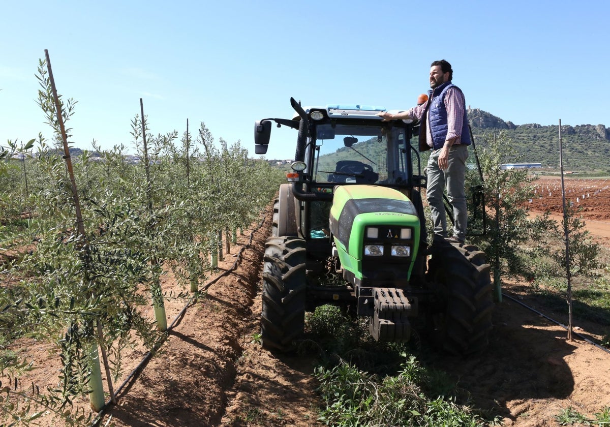 Un agricultor en una parcela de olivar superintensivo en La Zarza, cerca de Mérida.