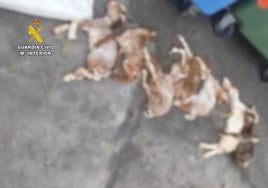 Animales muertos que el autor había tirado al contenedor.