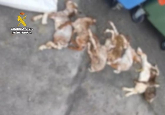Animales muertos que el autor había tirado al contenedor.