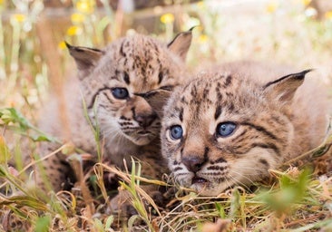 El lince ibérico ya campea por Extremadura 22 años y 88 millones después