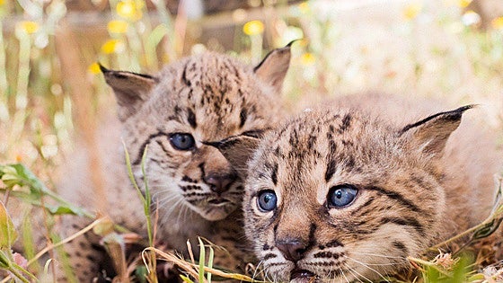 El lince ibérico ya campea por Extremadura 22 años y 88 millones después