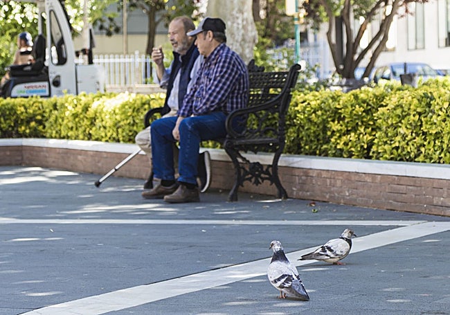 Palomas en el paseo de San Francisco de Badajoz, en pleno centro urbano.