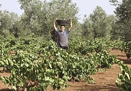 Un jornalero durante la campaña de la vendimia en la comarca de Mérida.