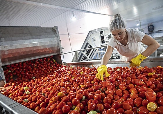 La agroindustria es la base de la economía productiva extremeña.