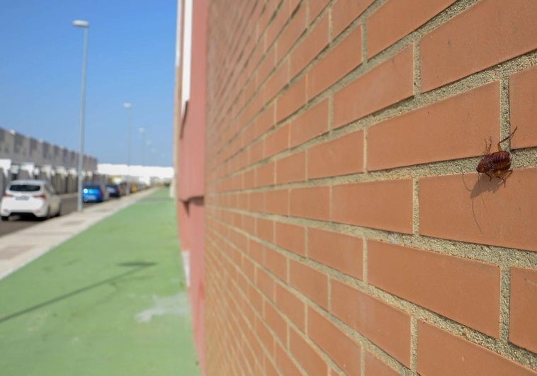 Arranca la campaña de fumigación contra cucarachas