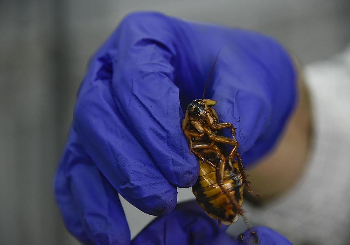 Cinco consejos para prevenir la aparición de cucarachas en casa