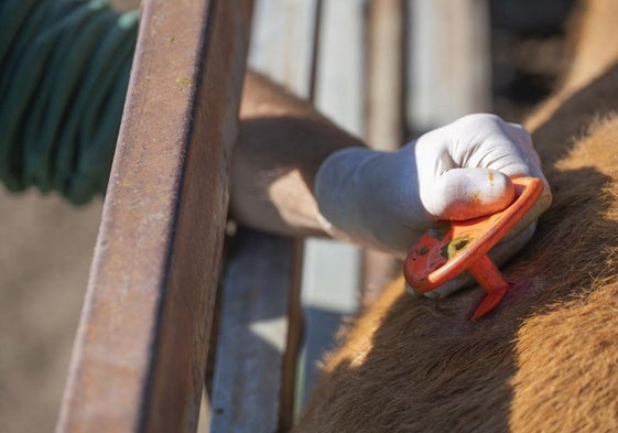 veterinario