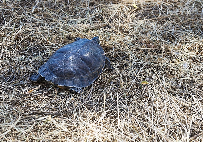 Tortuga de Florida en el parque del río.