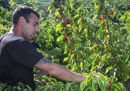 Un jornalero de Navaconcejo, durante la cosecha la semana pasada en una finca familiar.