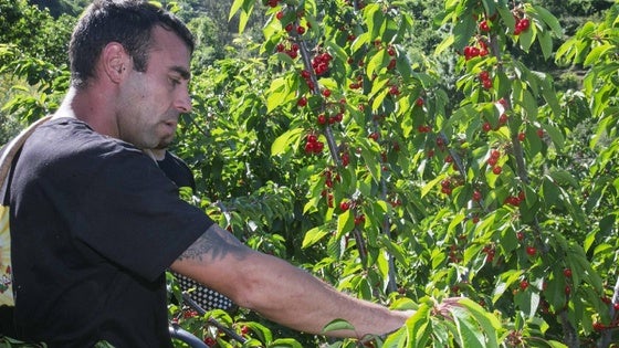 Un jornalero de Navaconcejo, durante la cosecha la semana pasada en una finca familiar.