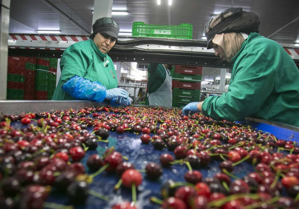 La denominación de origen puede certificar tres variedades más