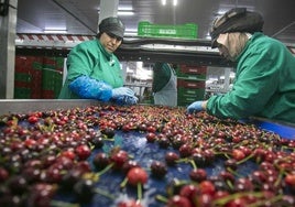 Procesado de cereza en el Valle del Jerte.
