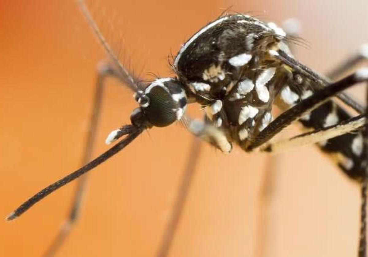Mosquito tigre en España 2025: cómo evitar picaduras y eliminar criaderos en casa