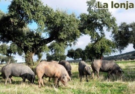 Lonja agropecuaria de Extremadura del jueves, 12 de junio