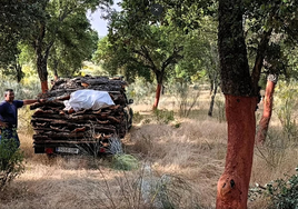 Descorche de la dehesa.