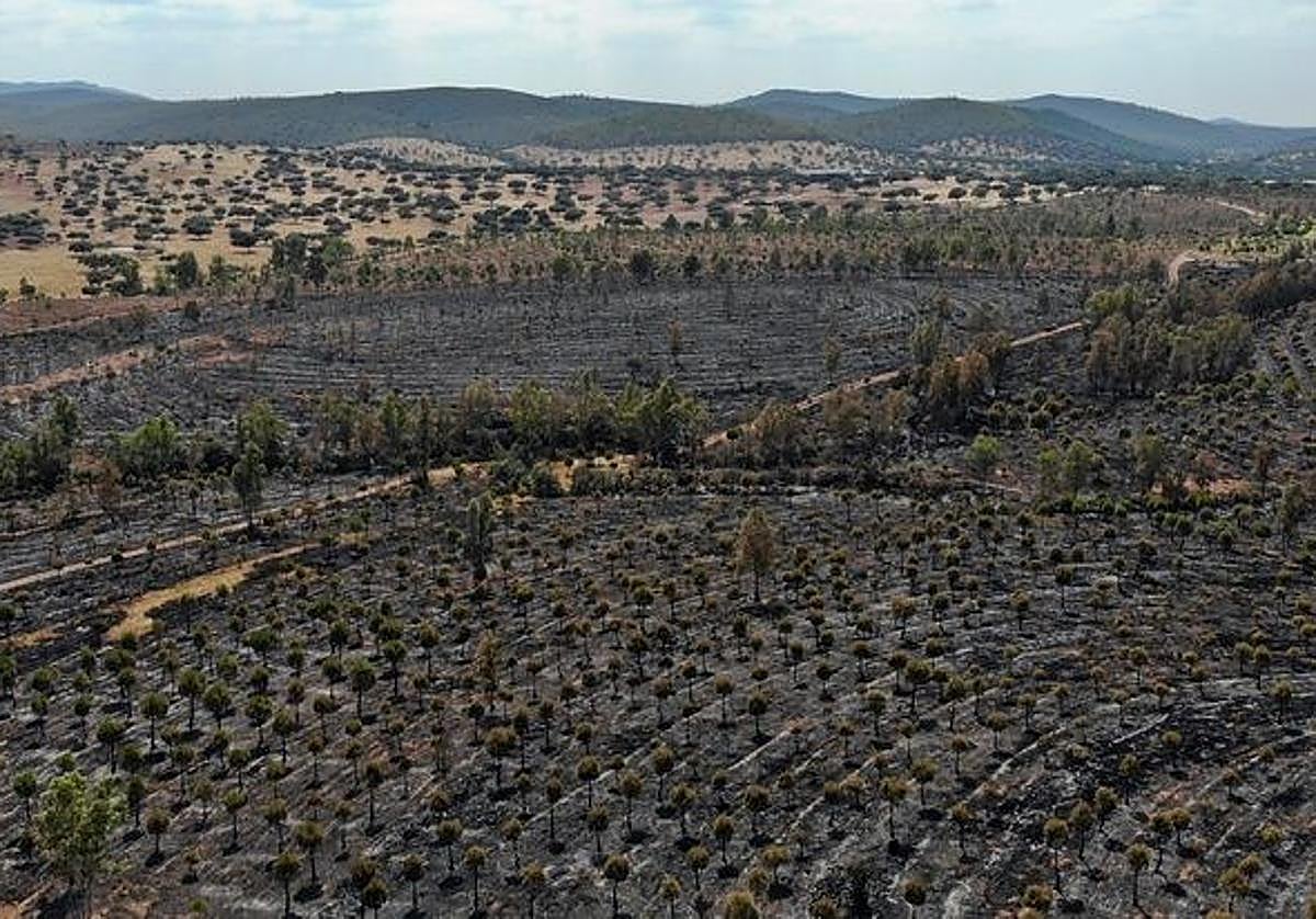Estado en el que quedó el área afectada por el incendio.