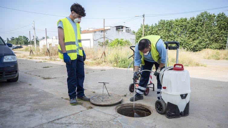 La fumigación se realiza alcantarilla a alcantarilla para asegurar que sea efectiva.