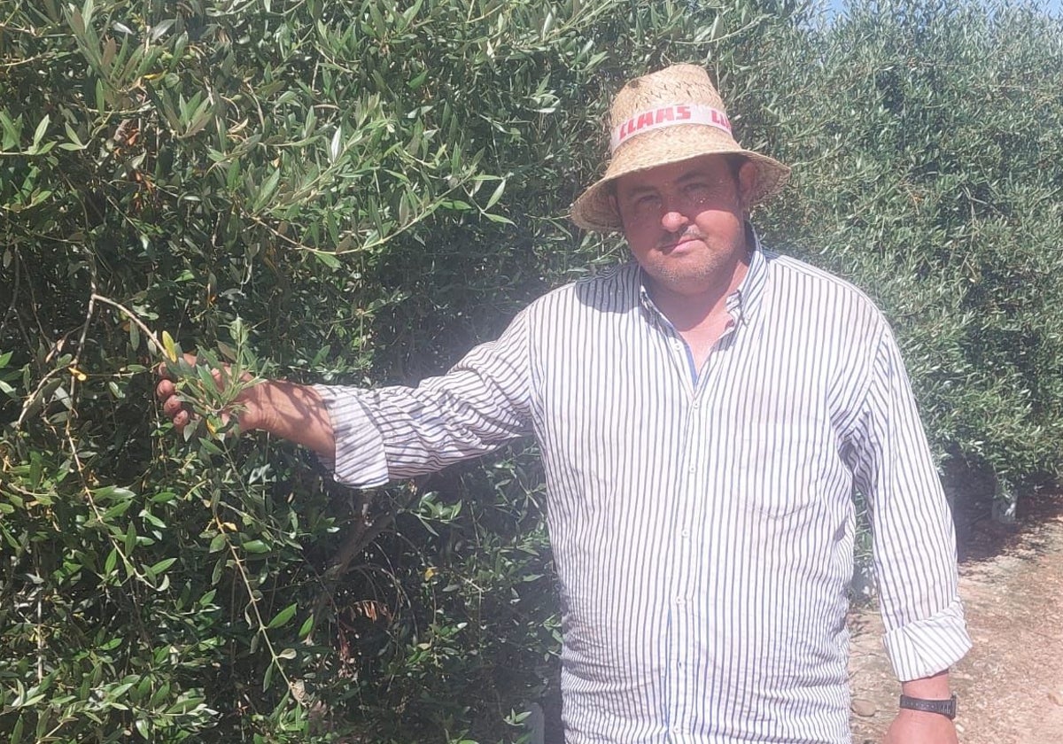 Juan Fernando Dávila, este viernes, junto a su olivar superintensivo cerca de Valdivia, en el término de Villanueva de la Serena.