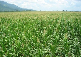 Cultivo de arroz en Extremadura.