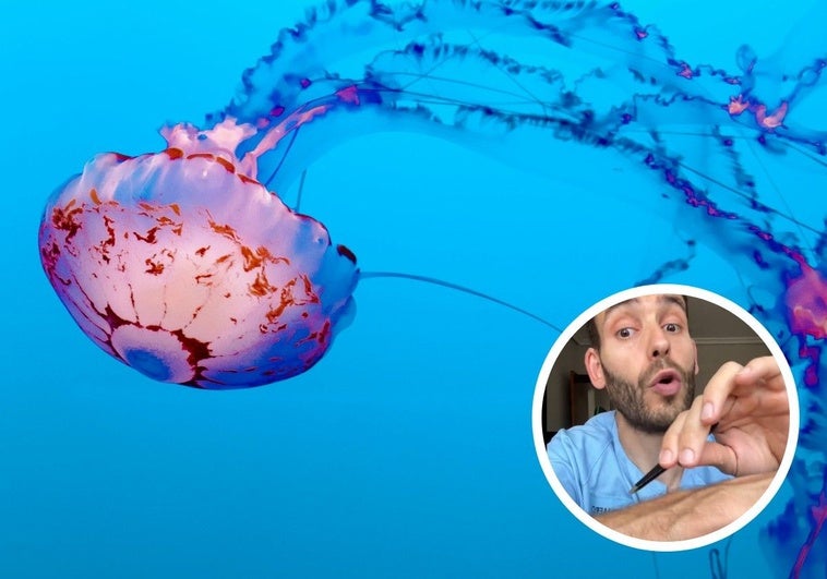 Un enfermero explica qué hacer ante una picadura de medusa: «Nada de orina ni amoniaco»
