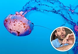 El enfermero Jorge Ángel explica el protocolo ante una picadura de medusa.