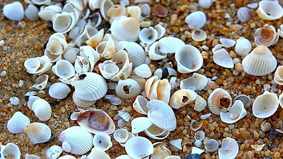 Multas de hasta 60.000 euros por llevarse arena, conchas o piedras de la playa