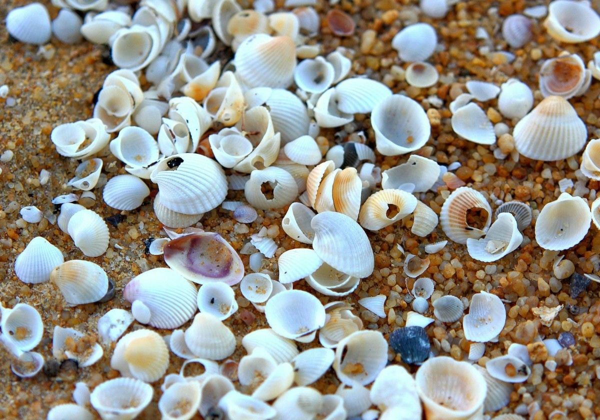 Llevarse moluscos, arena o conchas de la playa puede conllevar una multa.