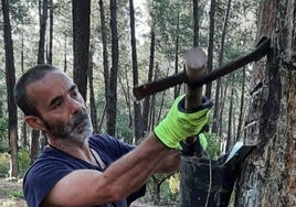 Quiterio, de 51 años, en plena tarea en un bosque de pinos de La Siberia.