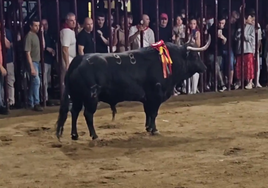 El toro 'Bailarín'.