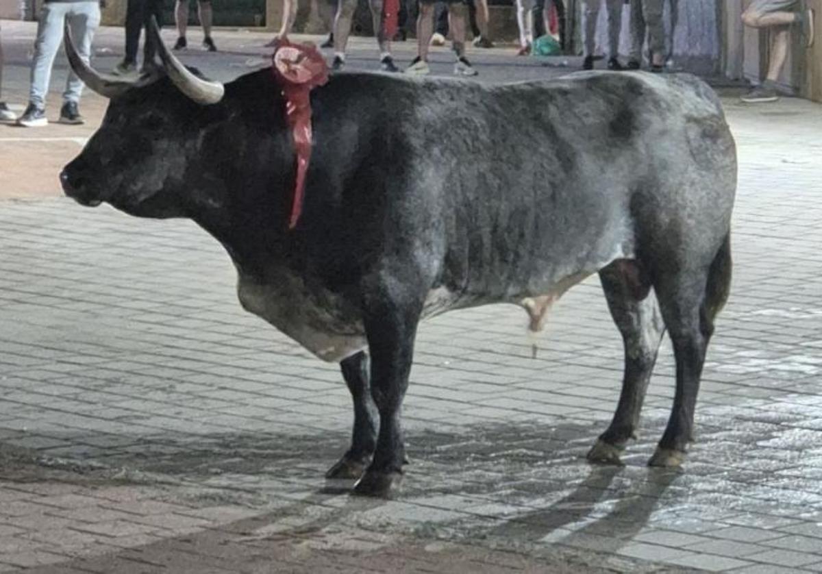 El toro protagonista de la madrugada fue 'Cartuchero' de la ganadería Ana Romero