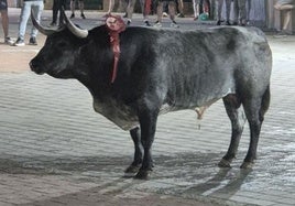 El toro protagonista de la madrugada fue 'Cartuchero' de la ganadería Ana Romero