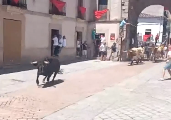 El toro 'Exquisito'.