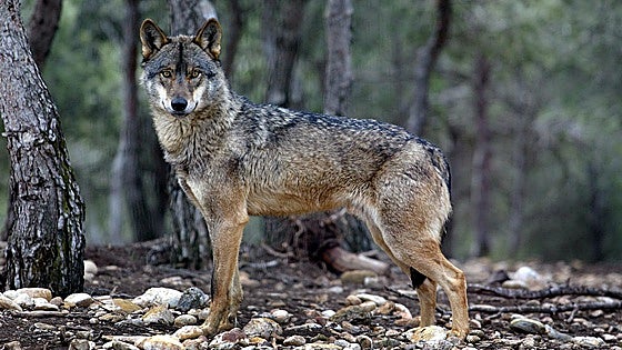El nuevo censo nacional del lobo certifica que hay una manada reproductora en Extremadura