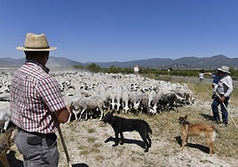 Un rebaño de ovejas en una vía pecuaria.