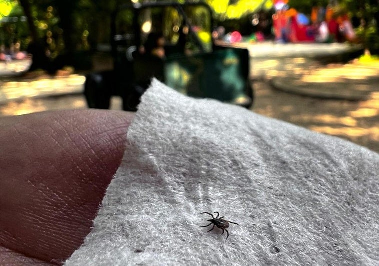 Alertan del riesgo de enfermedades transmitidas por garrapatas este verano