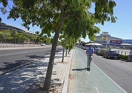Hilera de árboles para dar sombra en la avenida del Diario Hoy.