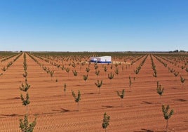 Plantación de pistachos en una finca extremeña.