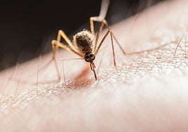 Europa alerta de la expansión de los mosquitos del dengue y el Zilka