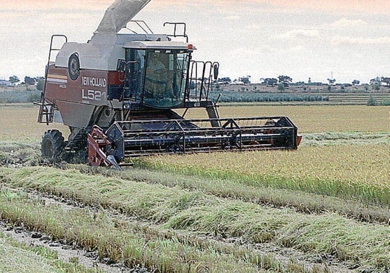 Una cosechadora recoge arroz en Extremadura.