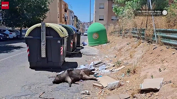 Abandonan a un jabalí muerto en la Plaza Padre Eugenio de Badajoz