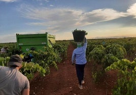 El Gobierno destina 23,37 millones de euros al sector del vino y sanidad animal y vegetal