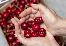 Cosecha y envasado de cerezas en el Valle del Jerte.