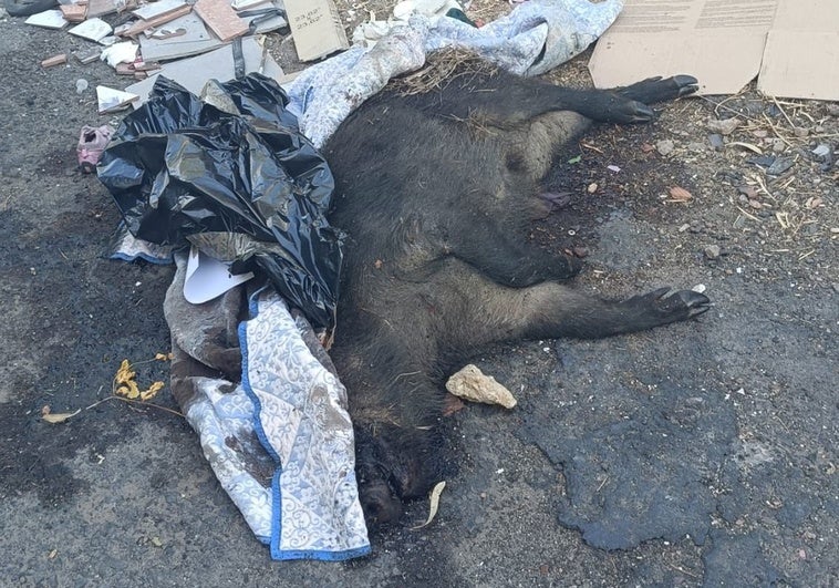 Retiran el jabalí que llevaba muerto dos días junto a un contenedor en Badajoz